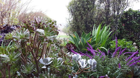 Linger Longer Vineyard - Accommodation Gladstone 15