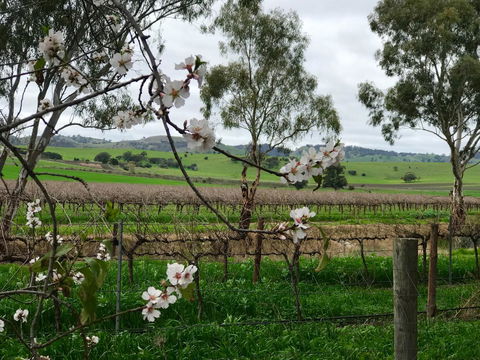 Jasmine\'s Barossa Valley Cottage - Accommodation Gladstone 20