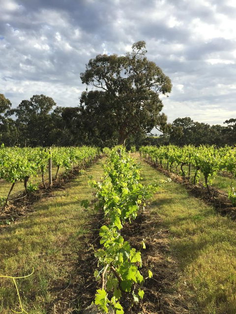 The Winemakers - Accommodation Gladstone 2