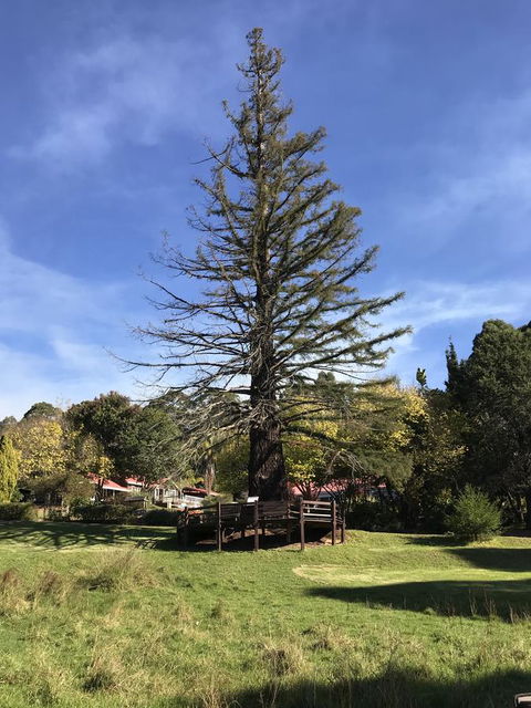 Forest Lodge Resort - Accommodation Gladstone 38