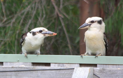 Riverview Tourist Park - Accommodation Gladstone 27