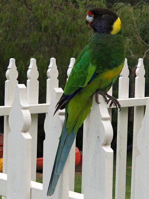 Riverview Tourist Park - Accommodation Gladstone 20