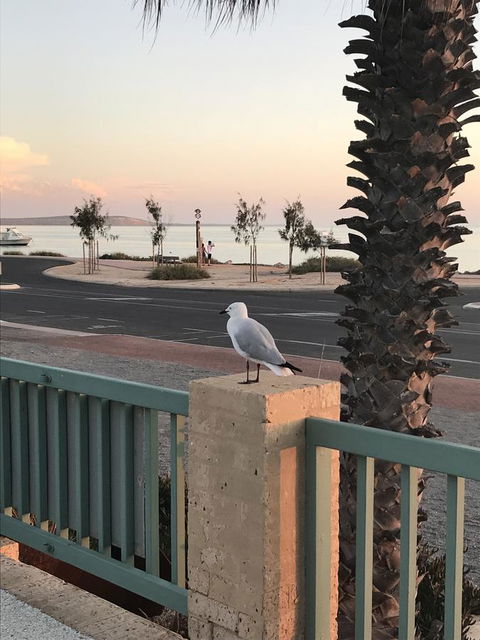 Shark Bay Seafront Apartments - Accommodation Gladstone 0