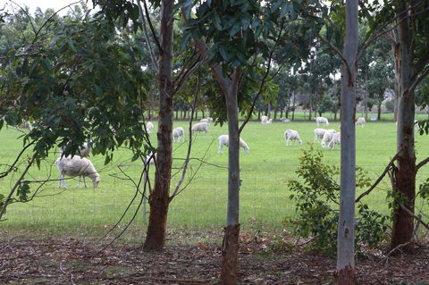 Sapphire Chalets, Augusta - Accommodation Gladstone 10