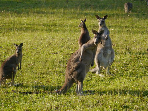 Dungowan Holiday Accommodation - Accommodation Gladstone 27