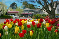 Book Leura Accommodation Vacations Accommodation Gladstone Accommodation Gladstone