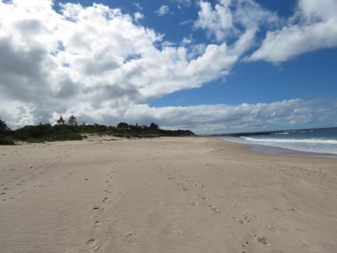 Sweet Spot Shellharbour - Accommodation Gladstone 15