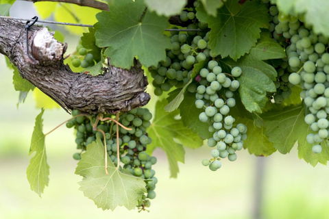 Thistle Hill Guesthouse - Walk To Many Wineries And Restaurants - Accommodation Gladstone 44