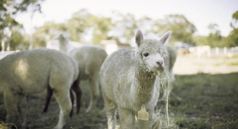 The Woods Farm Jervis Bay - Accommodation Gladstone 12