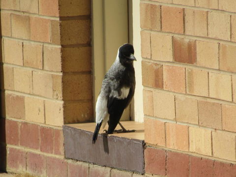 Allonville Gardens Motel - Accommodation Gladstone 34