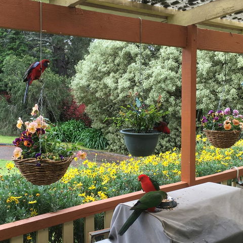 The Best Exotic Magnolia Cottage - Accommodation Gladstone 33