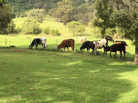 Arcadia - The Barn Cottage & Rosehill Cottage - Accommodation Gladstone 26