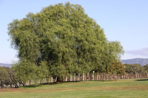 Adina Vineyard - Accommodation Gladstone 17