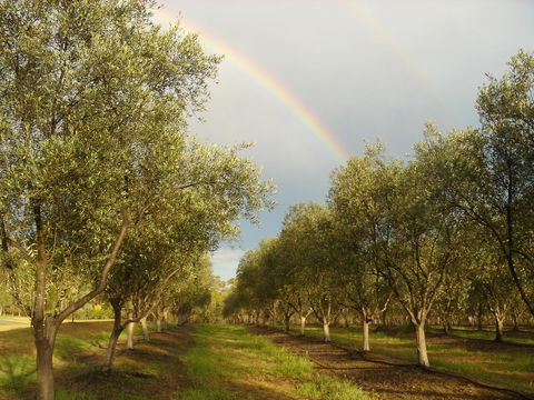 Adina Vineyard - Accommodation Gladstone 19