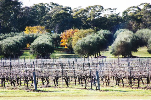 Adina Vineyard - Accommodation Gladstone 15