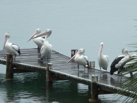 Pelican H2O One & Two Bedroom Apartments - Accommodation Gladstone 6