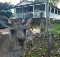 Bush  Bay Cottage - Accommodation Gladstone