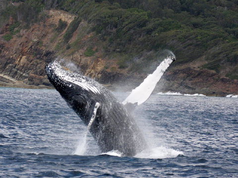 Braemar 9 - Accommodation Gladstone 8