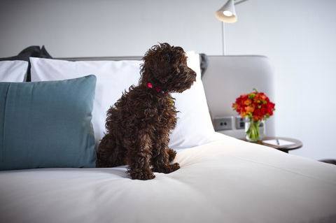 Hotel Indigo Sydney Potts Point, An IHG Hotel - Accommodation Gladstone 28