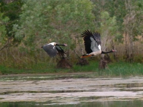 Mercure Kakadu Crocodile - Accommodation Gladstone 31
