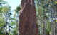 'Tropical Oasis - Darwin NT - thumb 31