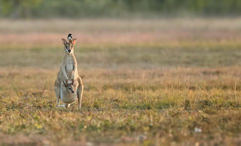 Wildman Wilderness Lodge - Accommodation Gladstone 25