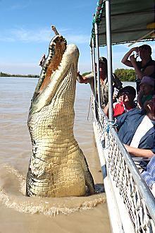 Kakadu @ The Kube (Darwin City) - Accommodation Gladstone 3