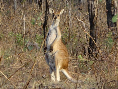 Mount Bundy Station - Accommodation Gladstone 41