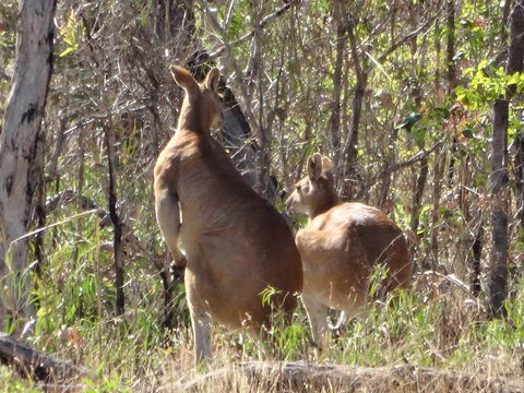 Mount Bundy Station - Accommodation Gladstone 40