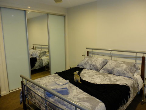 Rock Wallaby - Accommodation Gladstone 14