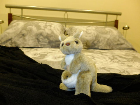 Rock Wallaby - Accommodation Gladstone 17
