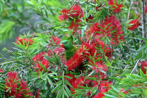 Bottlebrush B & B - Accommodation Gladstone 0