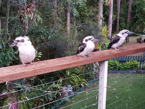 Buderim Forest Hideaway - Accommodation Gladstone 1