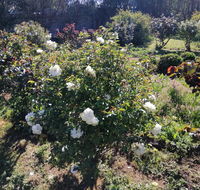 Carisbrook Country Retreat Motel - Accommodation Gladstone