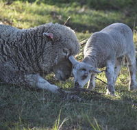 Clandulla Cottages  Farmstay - Accommodation Gladstone