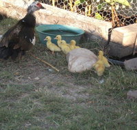 Corella Creek Country Farm Stay - Accommodation Gladstone