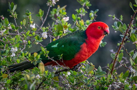 Country Paradise In The Gully - Accommodation Gladstone 2