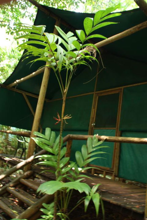 Daintree Crocodylus - Accommodation Gladstone 3