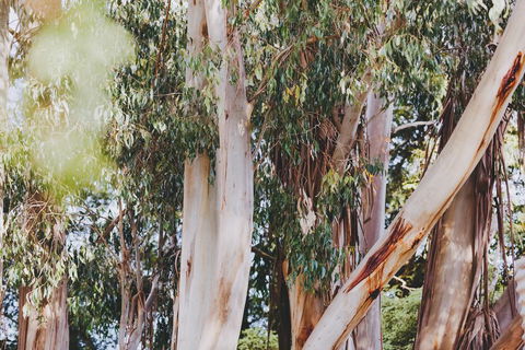 Dalblair Bed & Breakfast - Accommodation Gladstone 2