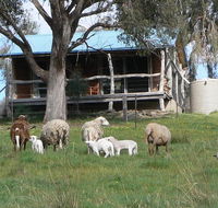 Gaddleen Grove Cottages - Accommodation Gladstone