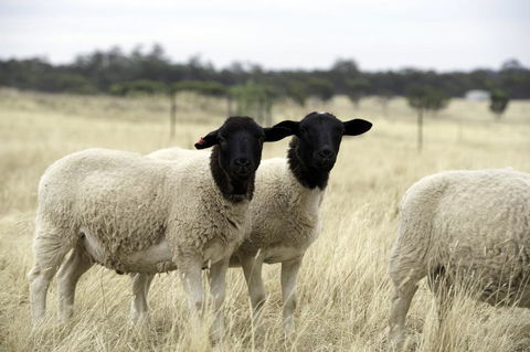 Gilgraves Vineyard Farmstay - Accommodation Gladstone 3
