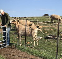 Gilgraves Vineyard Farmstay - Accommodation Gladstone