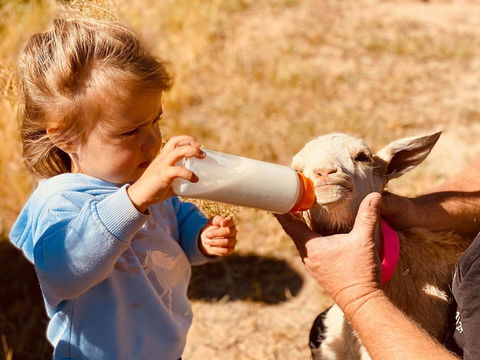 Glenview Alpaca Farm - Accommodation Gladstone 1