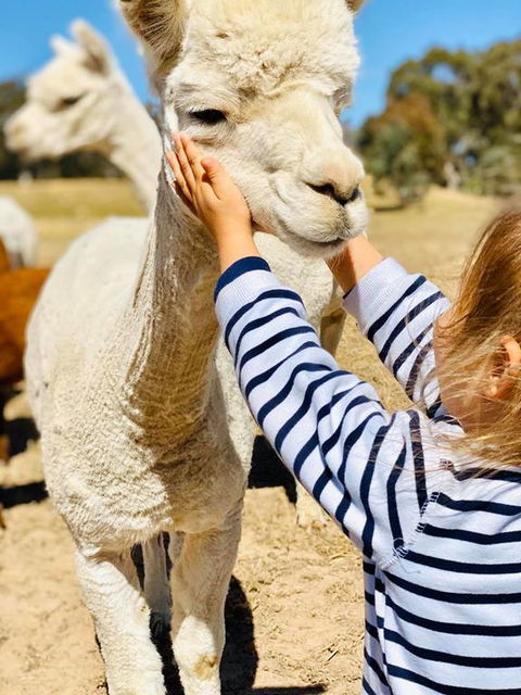 Glenview Alpaca Farm - Accommodation Gladstone 3