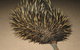 Gnaraloo Station - Homestead - thumb 3