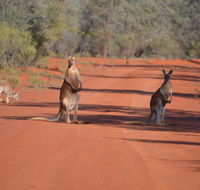 Gundabooka National Park Cottages - Accommodation Gladstone