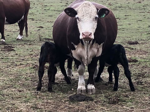 Jackaleah Farm Stay - Accommodation Gladstone 3