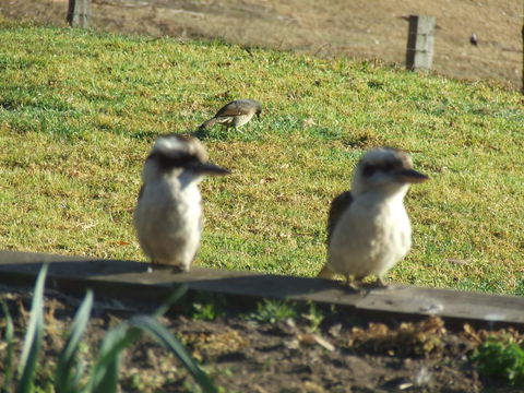 Kiah Country Gardens B&B - Accommodation Gladstone 3