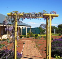 Lavendale Farmstay and Cottages York - Accommodation Gladstone