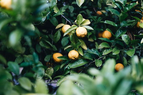 Lemon Tree Cottage - Bendeela - Accommodation Gladstone 1
